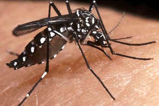 Salud: en La Costa tampoco se olvidan del Dengue.