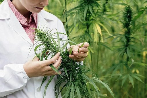 Cannabis medicinal: Reglamentan su uso