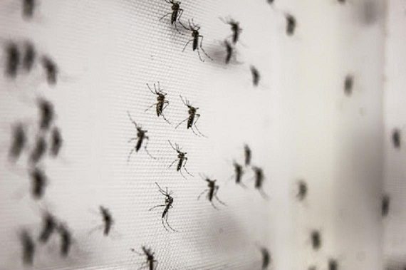 Invasión de mosquitos en La Costa: ¿cuál es el motivo?