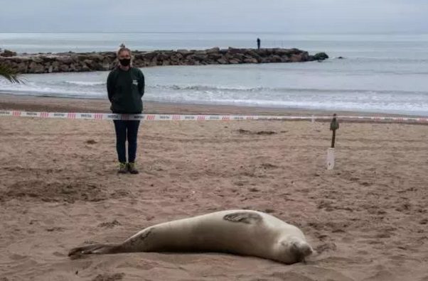 Apareció una foca cangrejera en La Perla