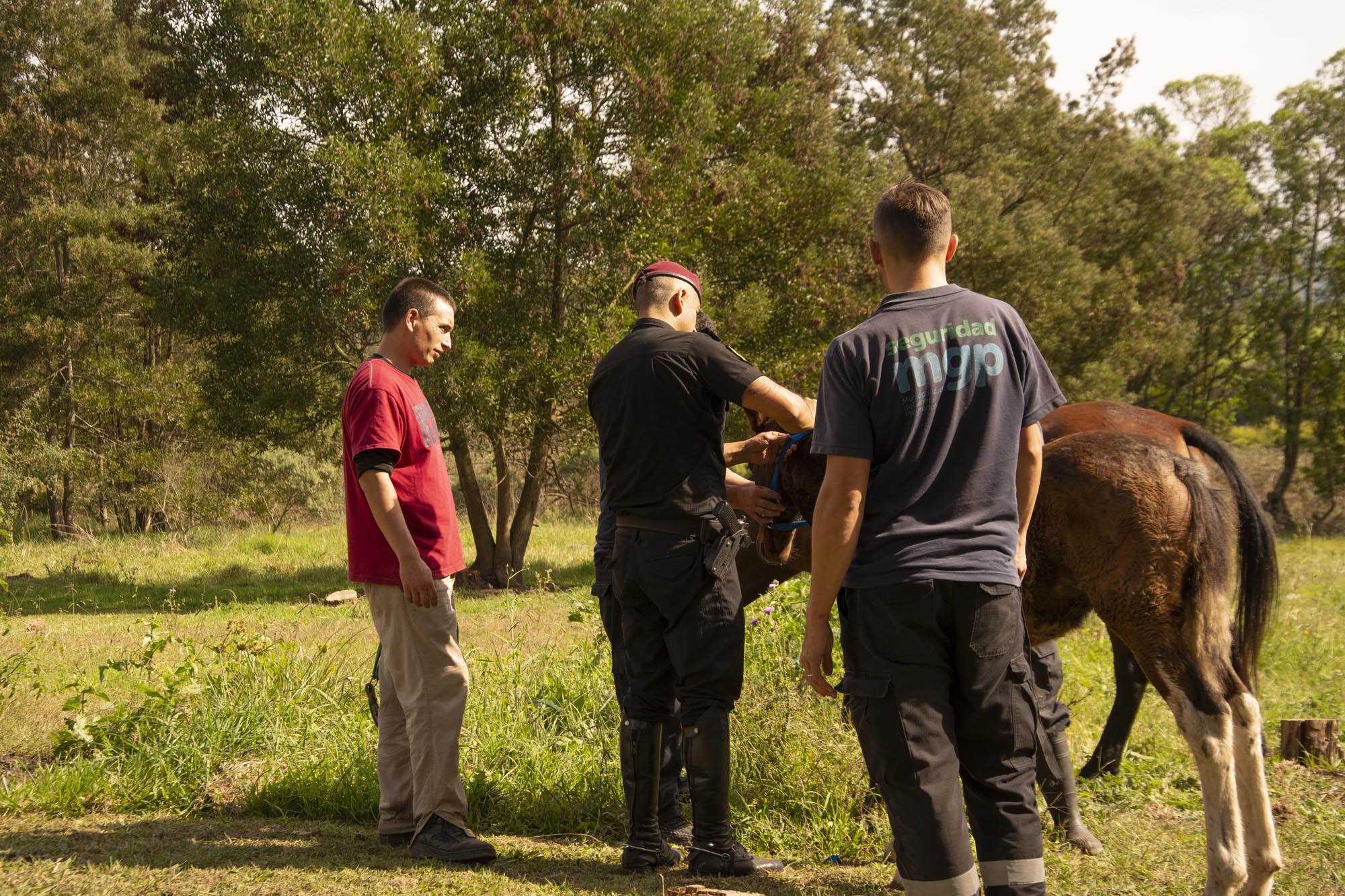 El Municipio puso a resguardo caballos que estaban sueltos en la vía pública