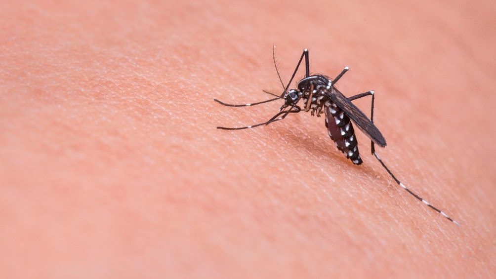 Cardozo toma medidas para minimizar la proliferación de mosquitos y prevenir la aparición de dengue