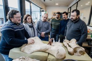 restituyen fósiles de megaterio hallados en mar chiquita y fortalecen la preservación del patrimonio paleontológico