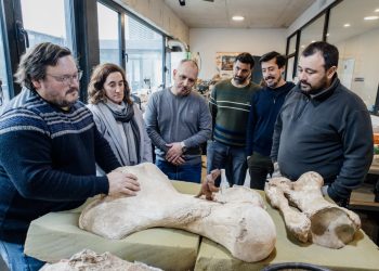 restituyen fósiles de megaterio hallados en mar chiquita y fortalecen la preservación del patrimonio paleontológico